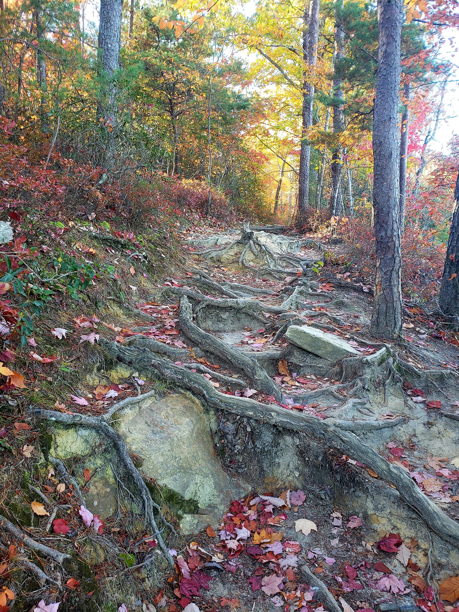 Path full of roots on a fall hike at Red River Gorge, Kentucky