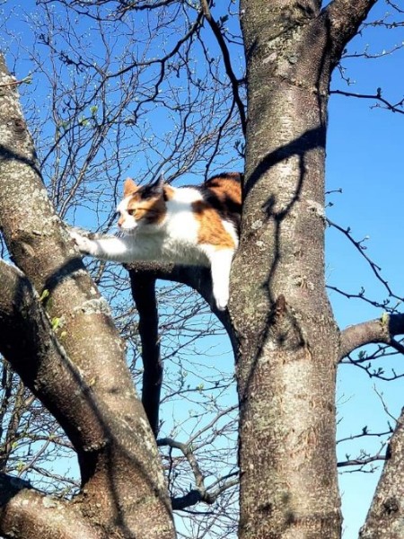 Cat in tree branches with one paw stretched way out onto a branch, looking nervous