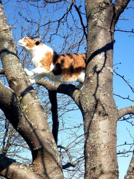 Cat in tree branches looking up excitedly