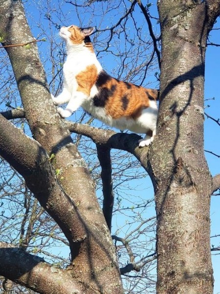 Cat in tree branches looking up expectantly