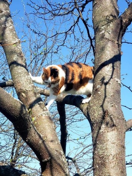 Cat in tree branches, stretched out awkwardly and looking toward the ground