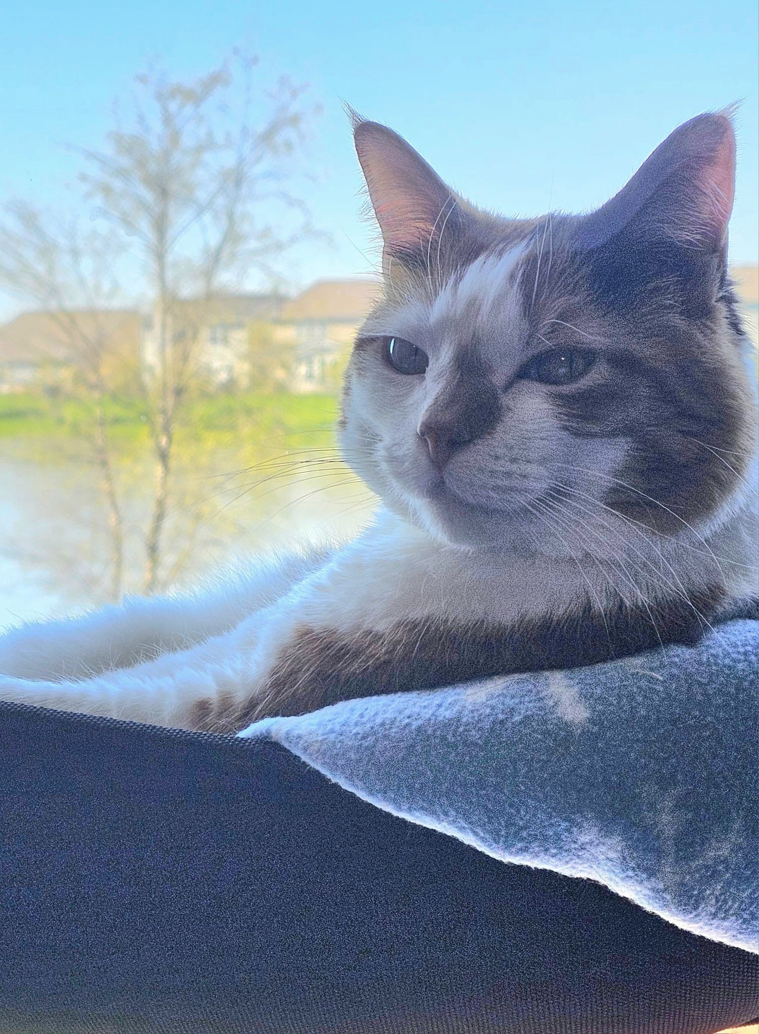 Smiling cat in front of a window.