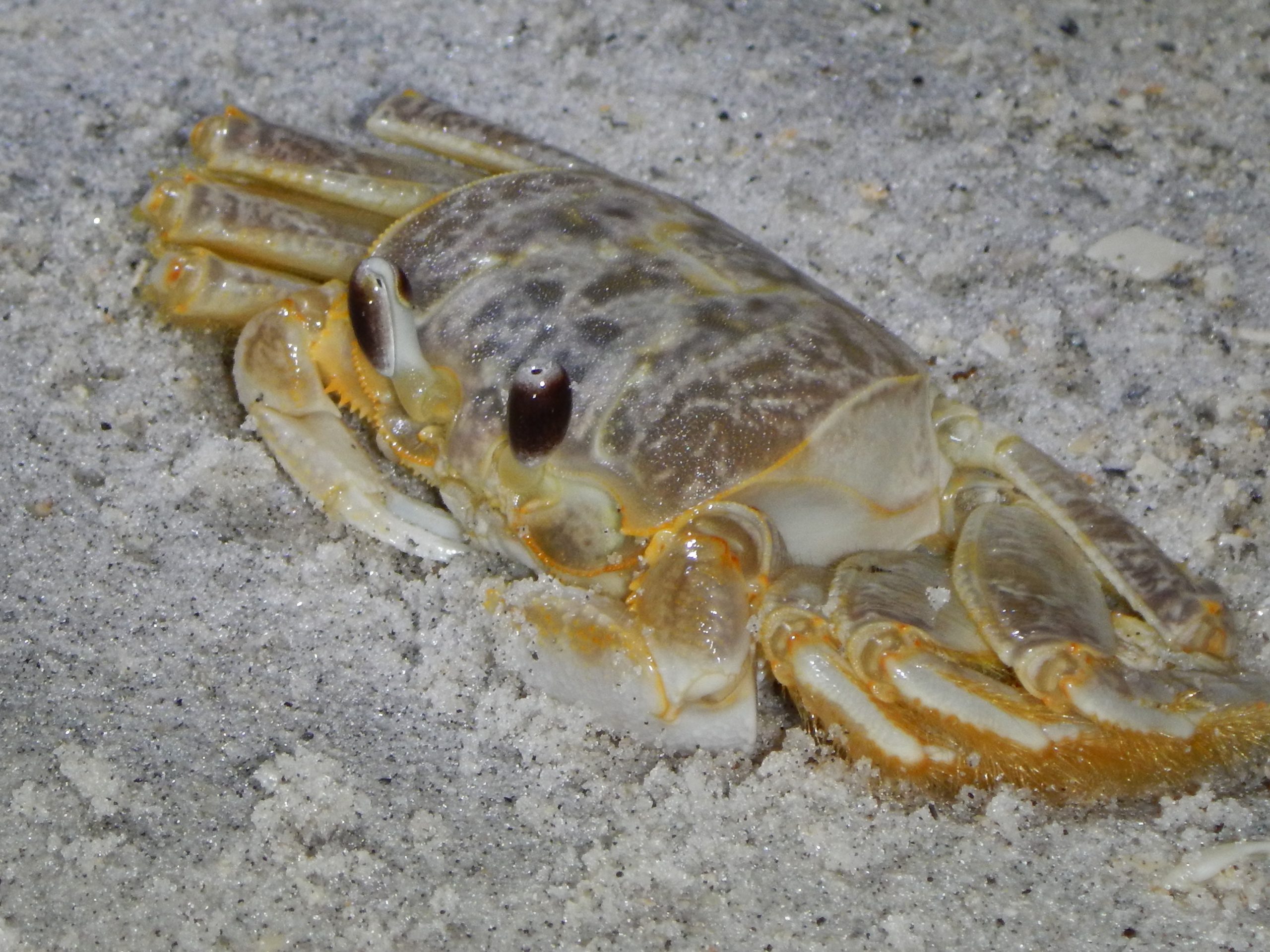 Crab on beach with raised tube-like eyes