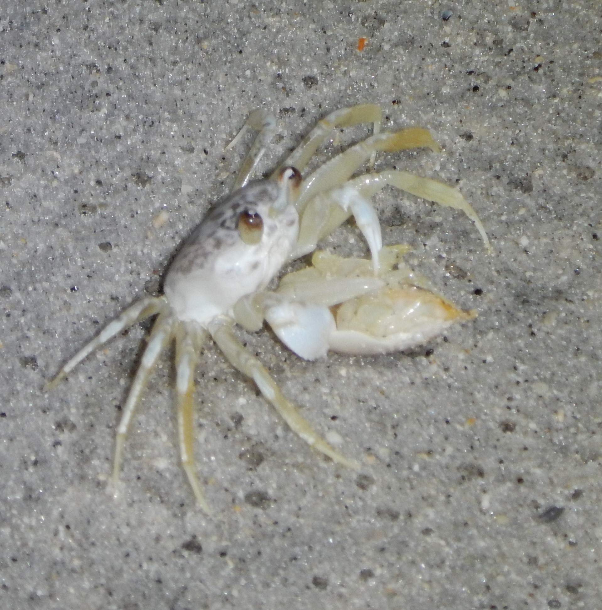 Small, whitish crab on a sandy beach at night