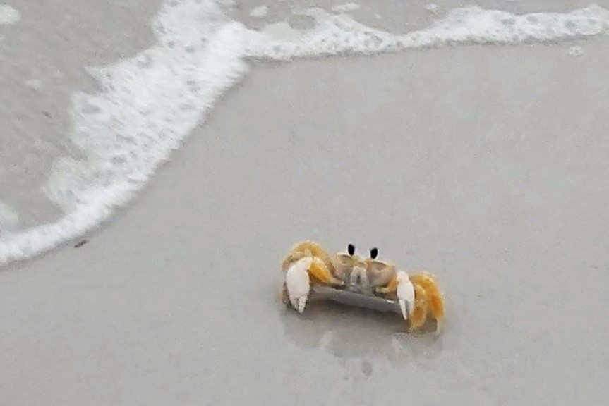 Small, yellowish crab on the shoreline of a beach