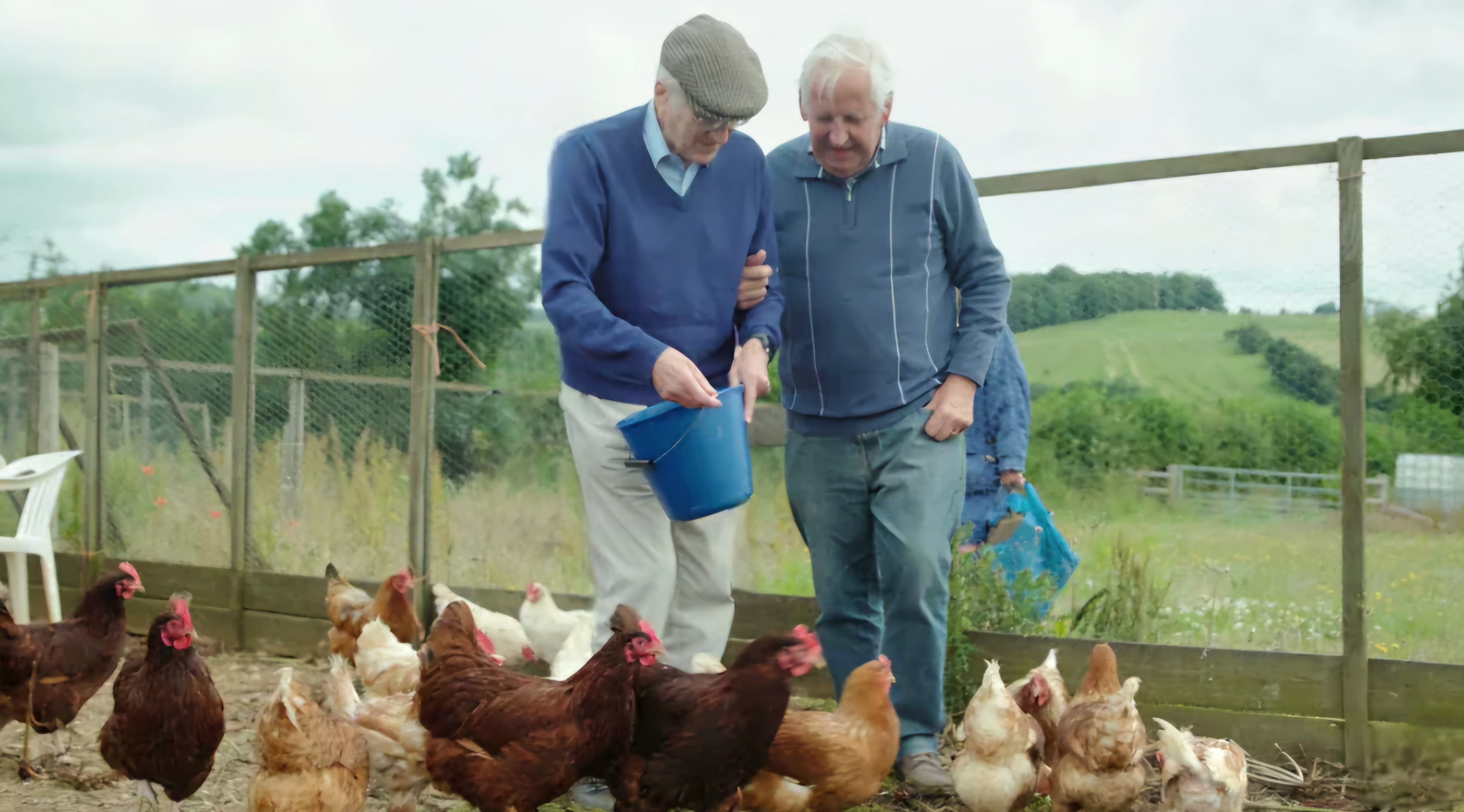 One elderly man steadying himself by holding onto the arm of another older gentleman while they feed chickens in a fenced area of a farm.