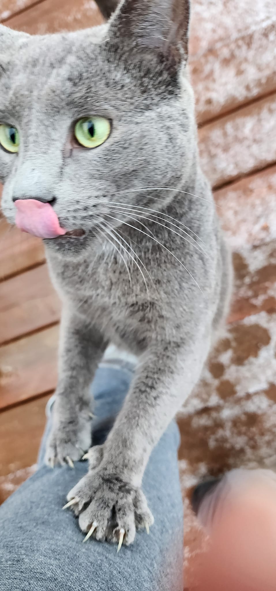 Grey cat with tongue sticking out on his hind paws with his front paws on a person's legs.