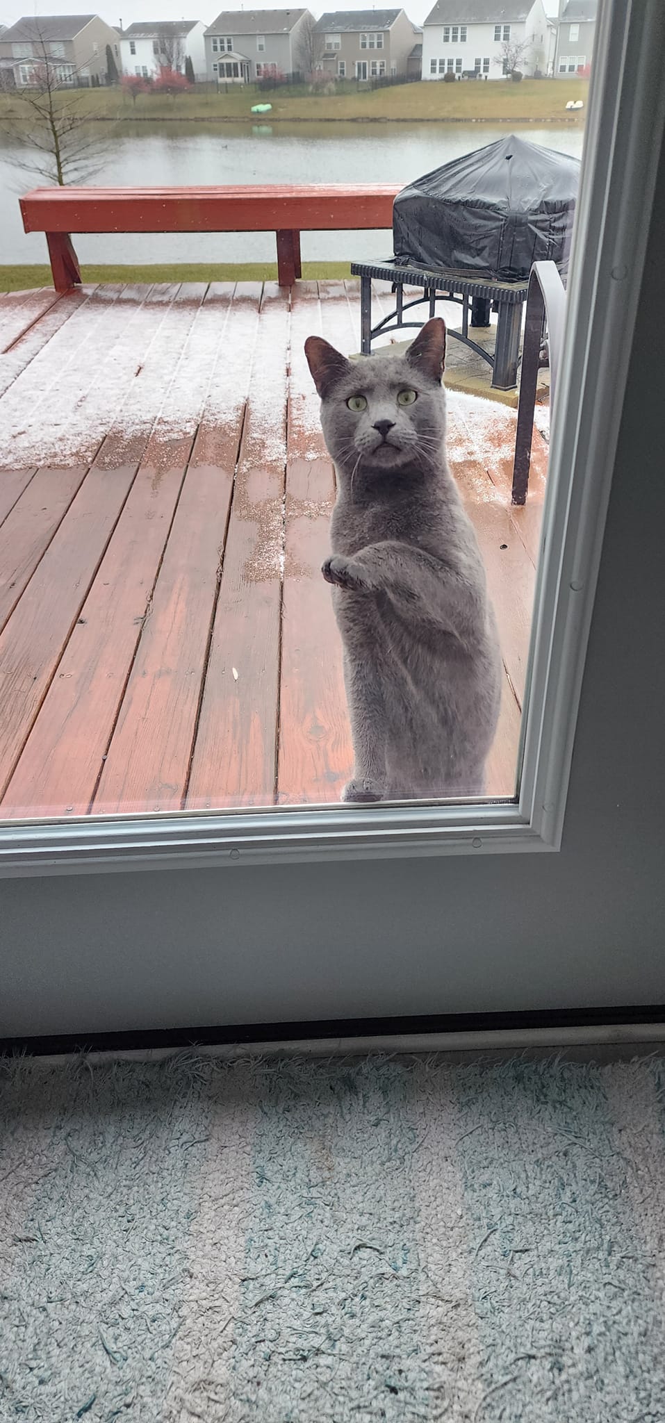 Grey cat  his hind paws looking in a glass door.