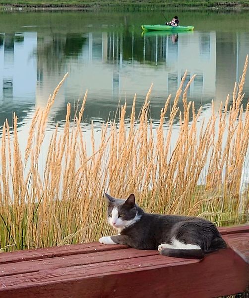 Grey and white cat laying on a deck bench with a lake and houses behind him