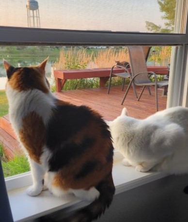 Two cats, a calico and a white one, on an inside window sill watching a grey and white cat laying on a deck bench with a lake and houses behind him