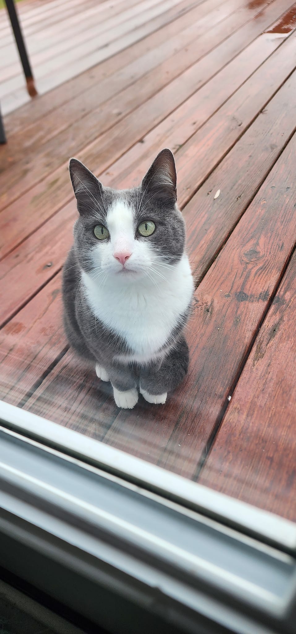 White and grey cat sitting on a deck looking through a glass door.