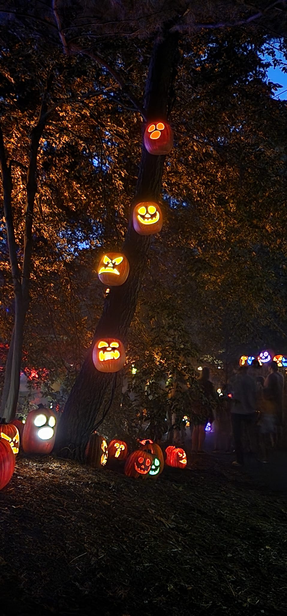 Pumpkins displayed along a path with people passing. At night.