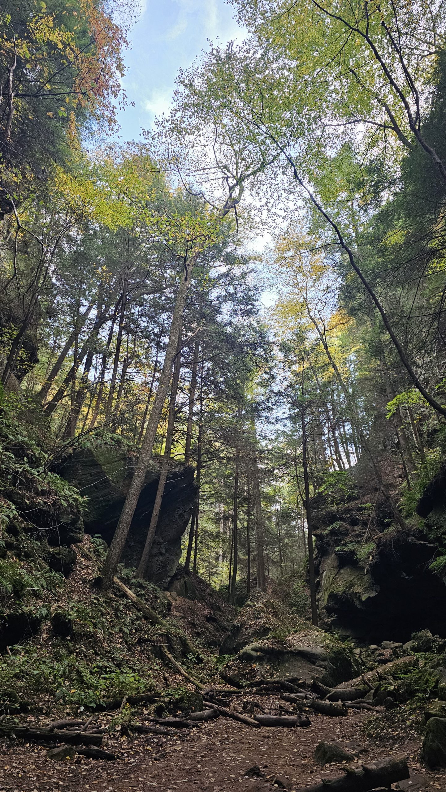 Tall trees looming up into the sky, taken from a low angle looking up into the tree tops