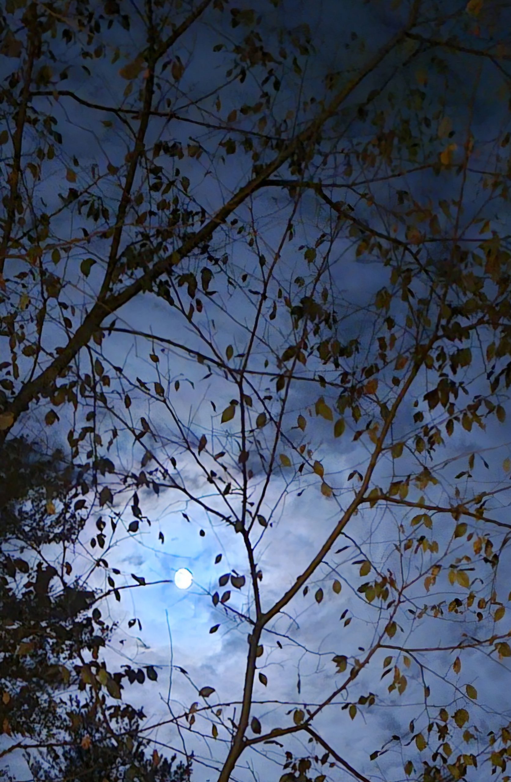 Nearly full moon with blue sky and tree branches with leaves silhouetted over the sky