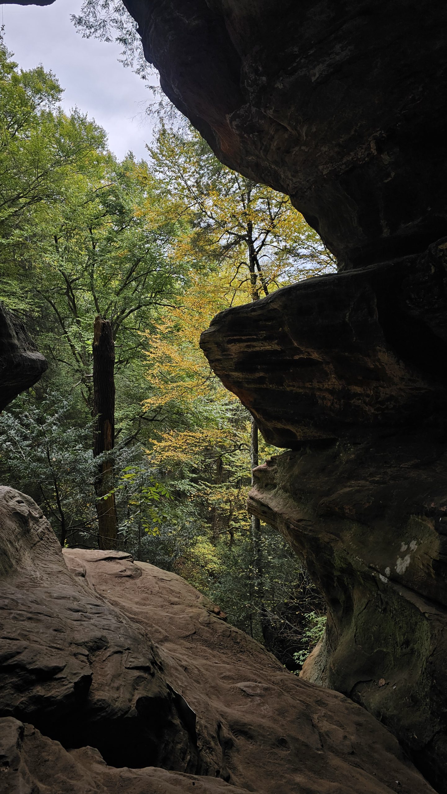 fall trees seen from inside a cave with rock silhouettes 