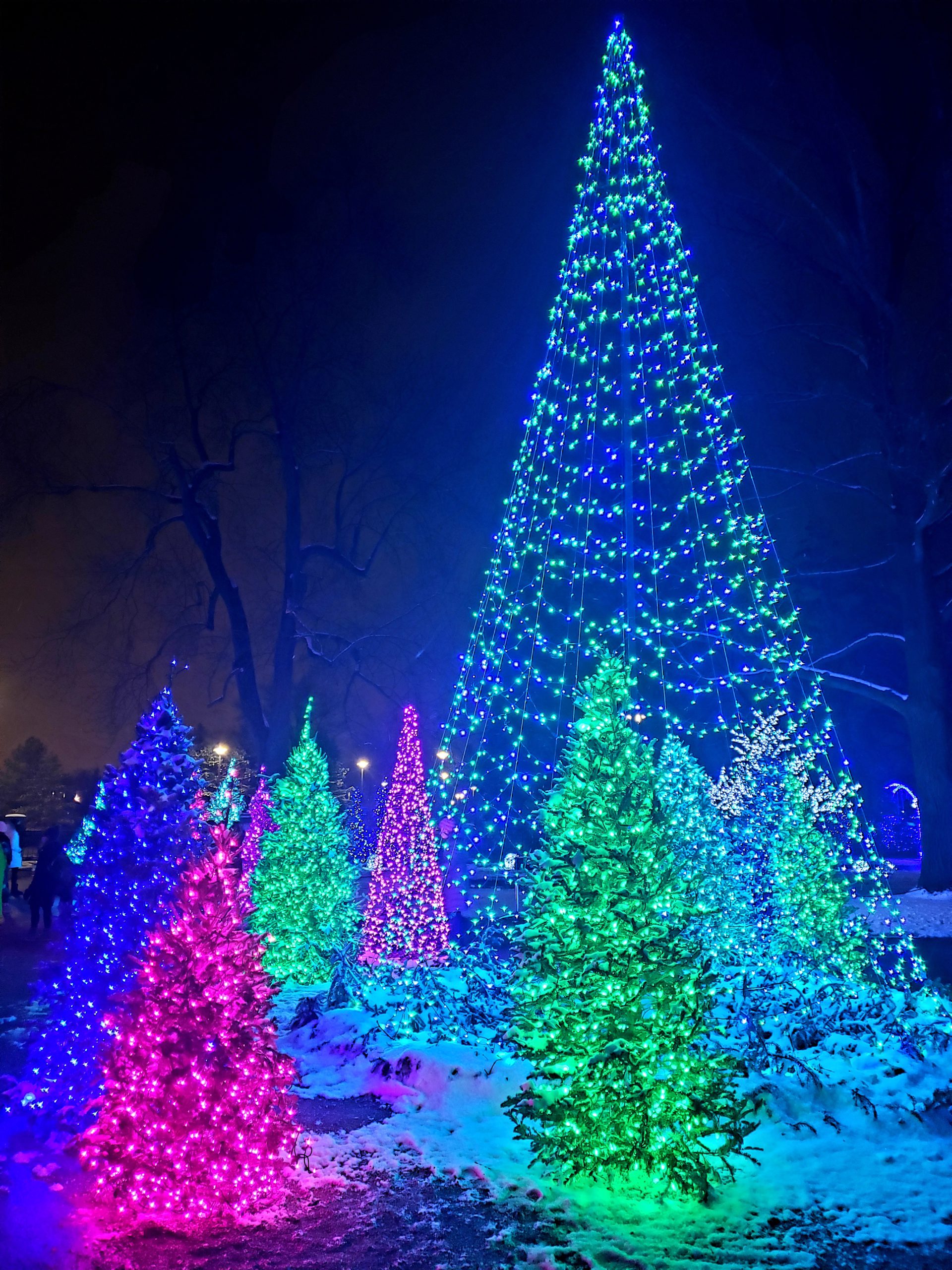 Colorful lit Christmas trees outdoors