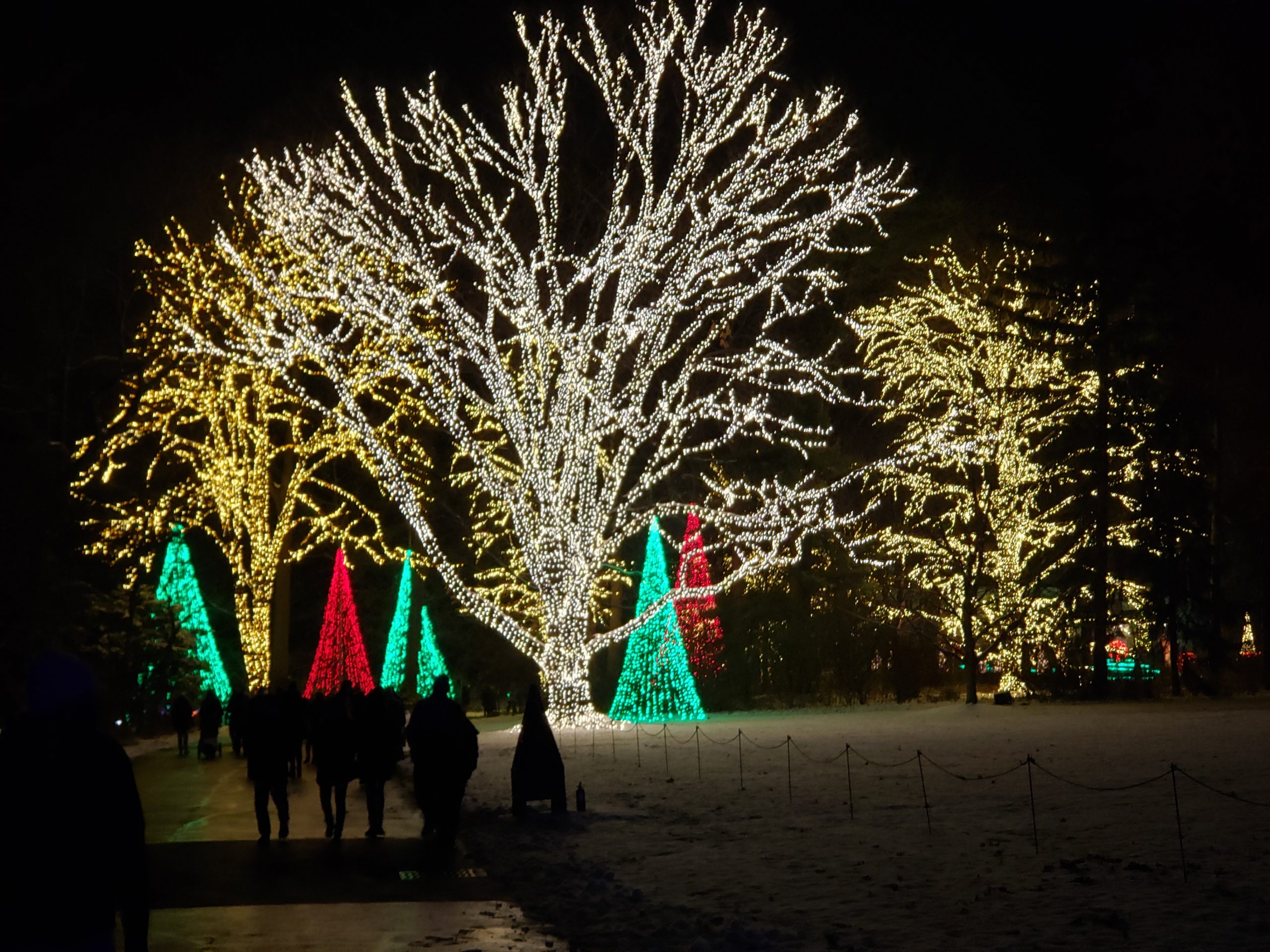 Large trees lit for Christmas with people walking along a path