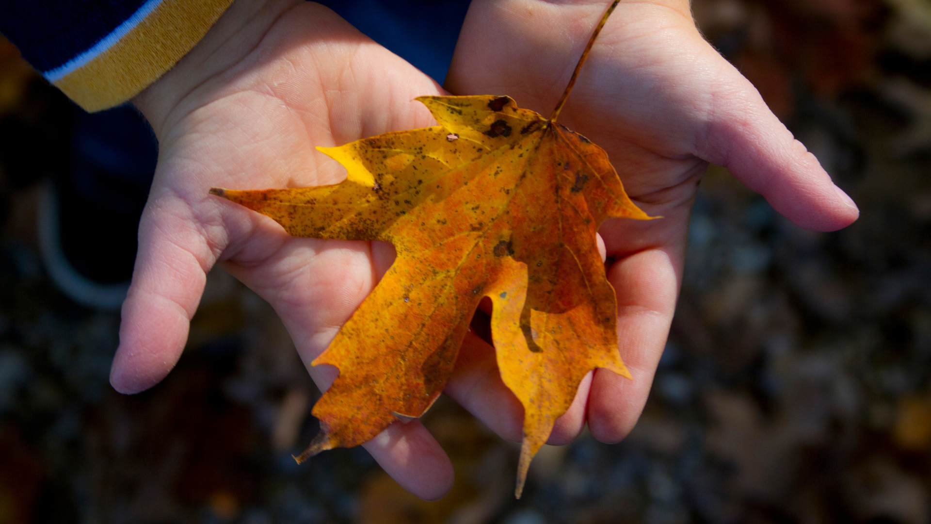 A close up of a fall leaf in a child's open hands as if presenting it to another person.