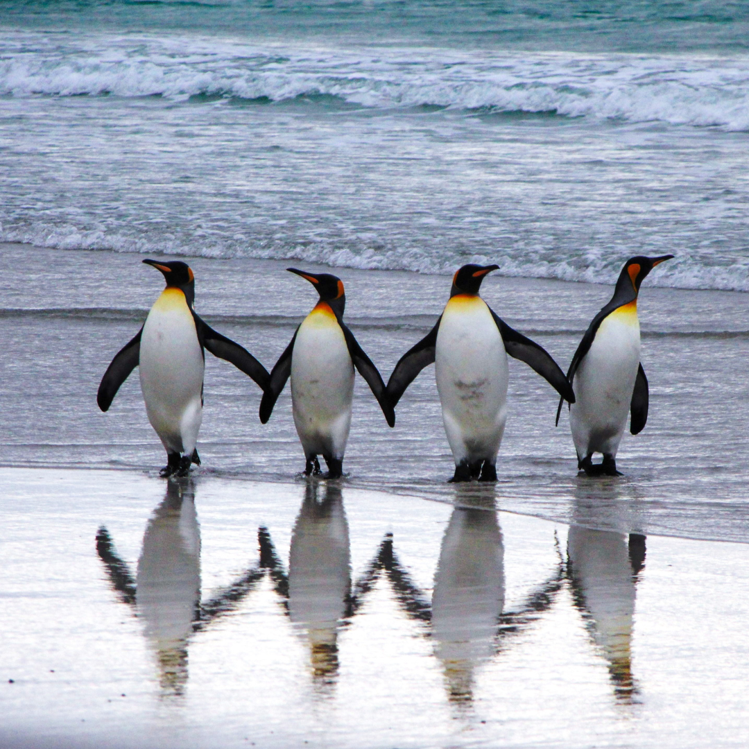 Four penguins with fins together like they are holding hands, standing at the edge of the ocean facing the camera